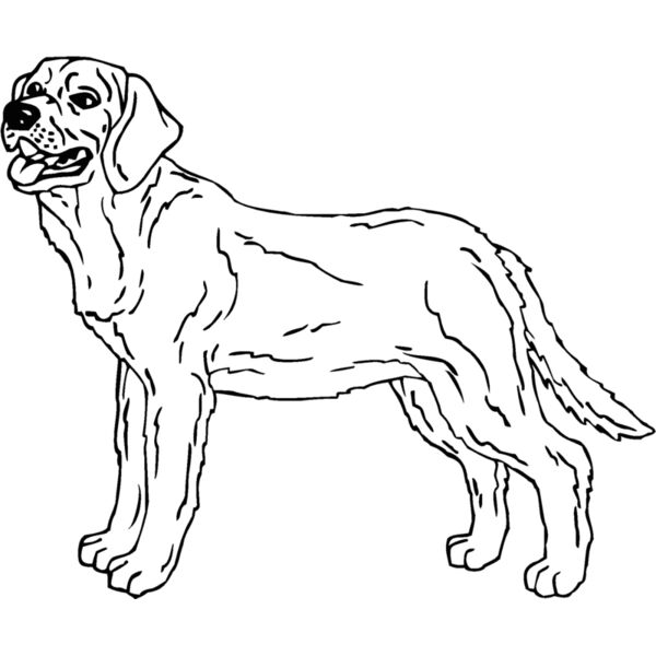 labrador01 Thumbnail