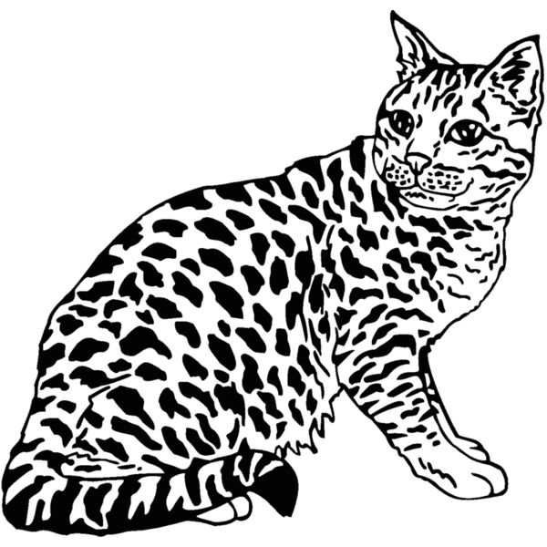 ocicat2 Thumbnail
