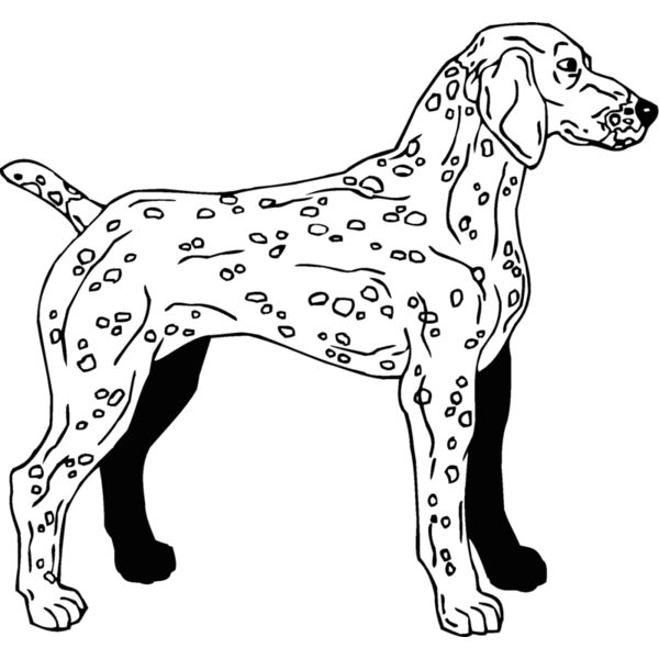 german weimaraner 3 Thumbnail