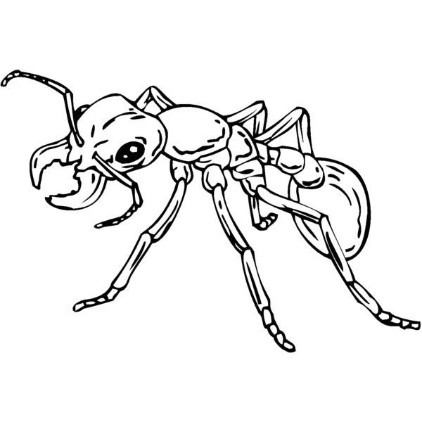 ant Thumbnail