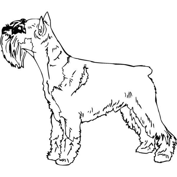 standard schnauzer Thumbnail