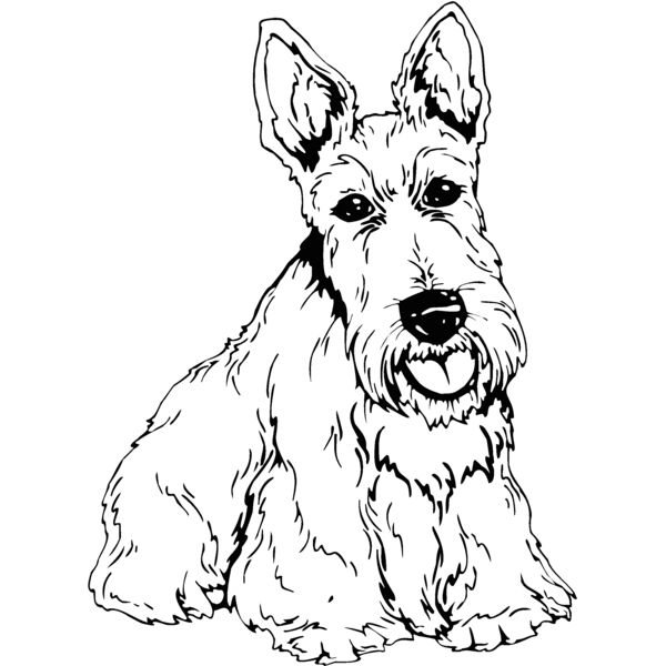 scottish terrier Thumbnail