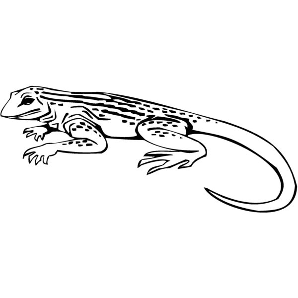 lizard2 Thumbnail