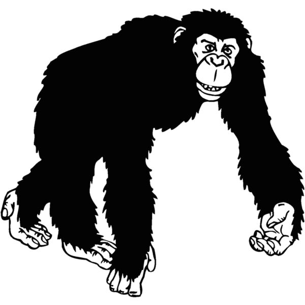 chimpanzee Thumbnail