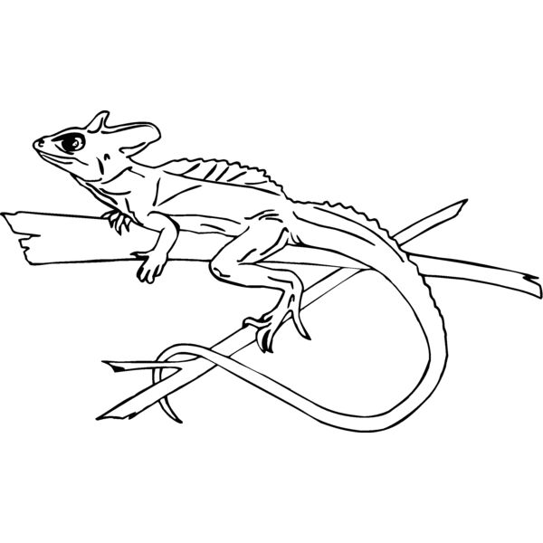 green banded lizard Thumbnail