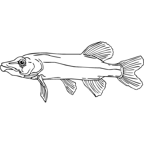 northern pike Thumbnail