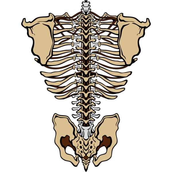 es3bones01clr Thumbnail